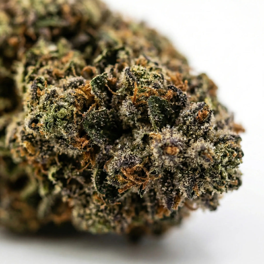 Photo Tete REPAIR Cali Pink